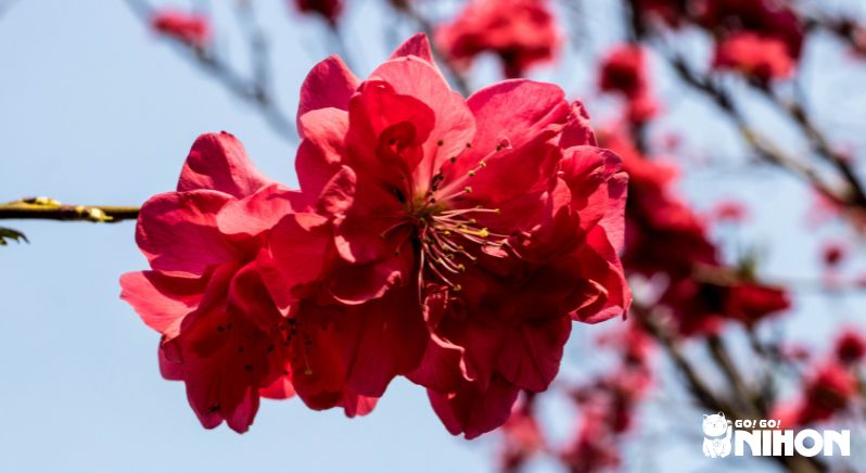 Fleur de prunier japonaise sous un ciel bleu