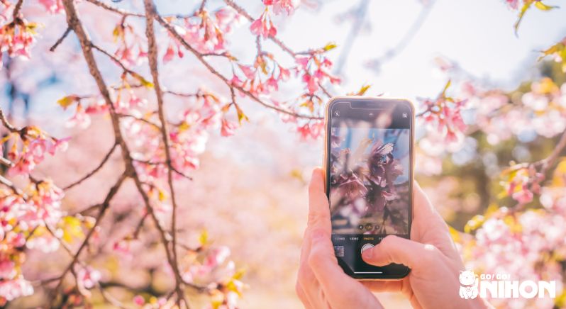 Person taking photo of cherry blossoms on smartphone