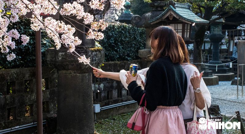 Two girls doing hanami and enjoying cherry blossoms in Japan.